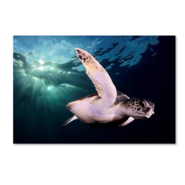 Sergi Garcia 'Afternoon' Canvas Art, 16x24, Trademark Fine Art, Mfr#: 1X02839-C1624GG
